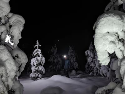 Excursion nocturne en raquettes dans le parc national d'Urho Kekkonen au départ de Saariselkä