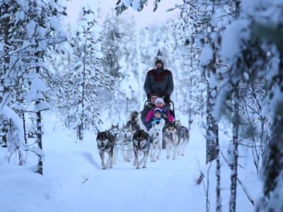 Paseo en trineo tirado por perros desde Rovaniemi, en Laponia