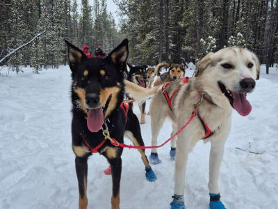 Chiens de traîneau dans le Yukon au départ de Whitehorse