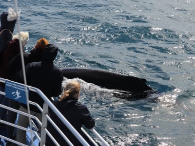 Vol virtuel et observation des baleines au départ de Reykjavík