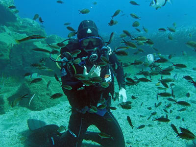 Bautismo de buceo desde la playa en Caldera Beach, Santorini