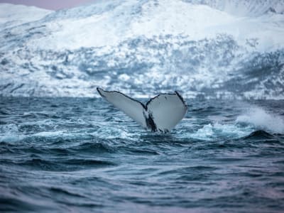 Walbeobachtungsbootsfahrt ab Tromsø