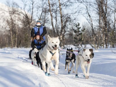 Trineo de perros sin conductor cerca de los Alpes de Lyngen desde Tromsø