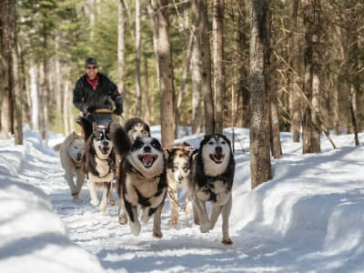 Dog Sledding near Quebec City, in Lévis