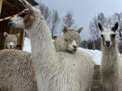 Visite de la ferme arctique de Kviby depuis Alta