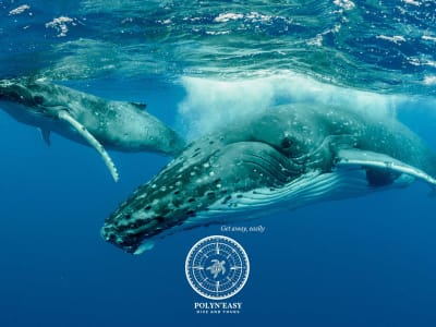 Whale Watching Eco Tour auf der Tahiti-Halbinsel