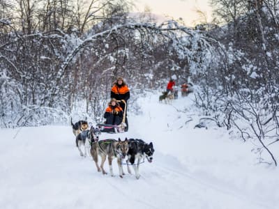 Safari en Trineo de perros para principiantes desde Tromsø