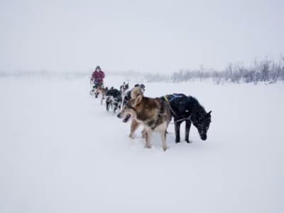 Halbtägige Selbstfahrer-Hundeschlittentouren im Tana-Tal, Finnmark