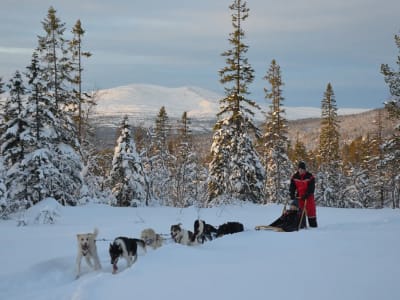 Découvrez les chiens de traîneau à Kopperå près de Trondheim