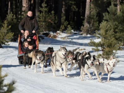 Dog Sledding in Matemale near Les Angles, Pyrenees