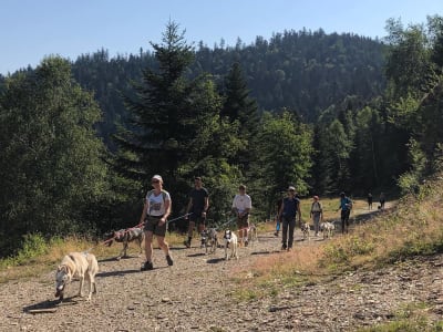 Wandern mit Schlittenhunden in Barèges, Hautes-Pyrénées