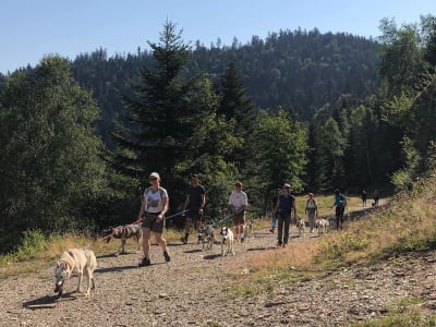 Hiking with Sled Dogs in Barèges, Hautes-Pyrénées