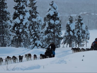 Hundeschlittentour mit Übernachtung in Schwedisch-Lappland ab Kiruna