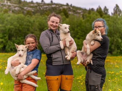 Visite de chenil Husky à Børselv, Finnmark