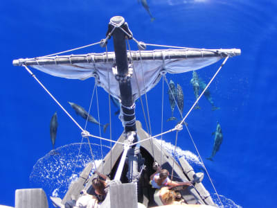 Whale and Dolphin-Watching Sailing tour in the 'Santa Maria de Colombo' from Funchal, Madeira