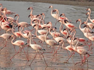 Randonnée à vélo et observation des flamants roses à Lio Piccolo, Venise
