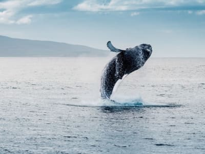 Excursión en barco para avistar ballenas de Tromsø a Skjervøy