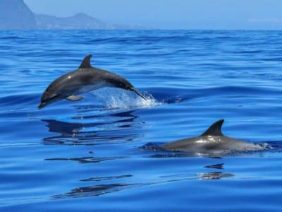 Delfinbeobachtung und Aperitif von Giardini Naxos, Taormina