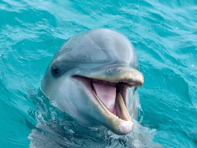 Excursion privée d’observation des dauphins dans le Canal de Lème depuis Poreč