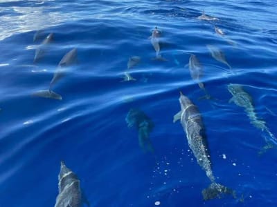 Dolphin and Whale watching in Saint-Gilles-les-Bains, Reunion Island