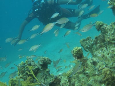 Inmersiones de exploración para buceadores certificados en Le Marin, Martinica