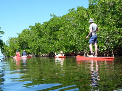 Stand Up Paddle Ausflug vom Strand Babin, Guadeloupe