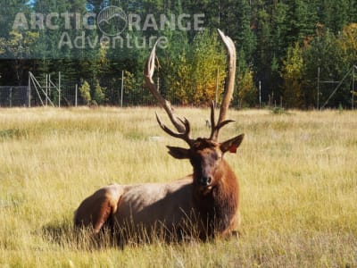 Guided tour of the Yukon Wildlife Preserve from Whitehorse