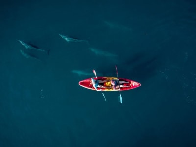 Sea kayaking with dolphins in Tamarin Bay, Mauritius