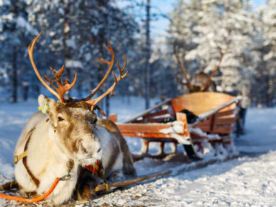 Reindeer Sled Ride and Farm Visit in Levi