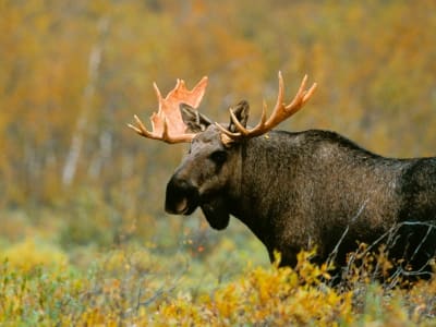 Safari à l'élan et à la faune au départ de Stockholm