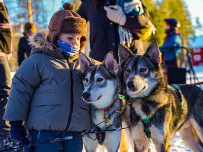 Husky Dog sledding and Reindeer Sleighing Experience from Rovaniemi