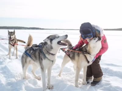 Self-Drive Dog Sledding Safari and Farm Visit near Rovaniemi