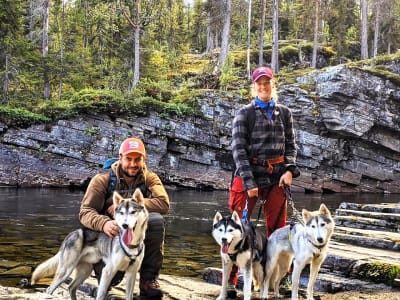 Senderismo de montaña con huskies desde Strömsund, en el condado de Jämtland