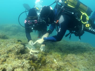 Pack randonnée palmée et baptême de plongée à Cerbère, Pyrénées Orientales