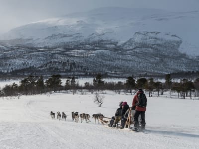 Hundeschlittentour in Kiruna von Abisko aus