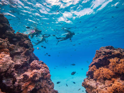 Snorkeling à Bora Bora, culture polynésienne et biologie marine en lagon