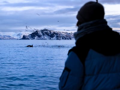 Crucero en barco para avistar ballenas desde Tromsø