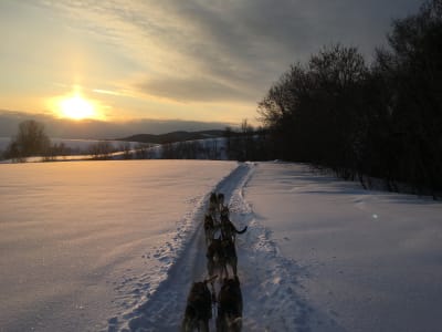 Dog sledding at night in Saint Liguori near Montreal