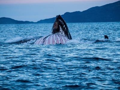 Safari en barco para avistar ballenas desde Skjervøy