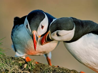 Excursión en barco con frailecillos desde Reikiavik