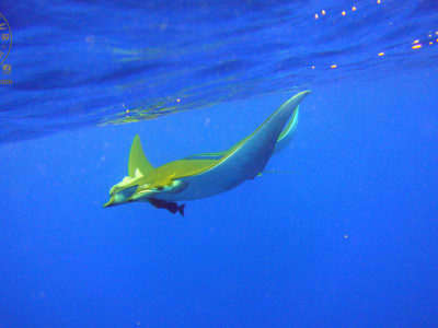 Scuba Diving in Manta Blue Spot in São Miguel, Azores