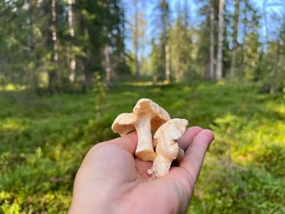Experiencias gastronómicas, de forrajeo y en la naturaleza en Levi
