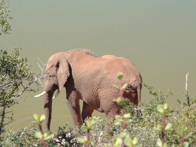 Addo Elephant Park Day Tour near Jeffreys Bay