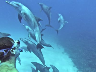 Dolphin and manta ray safari, Island of Mayotte