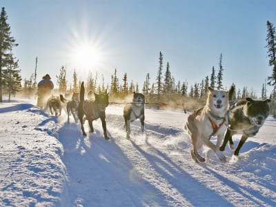 Excursion en chiens de traîneau à Kiruna au départ d'Abisko et de Björkliden