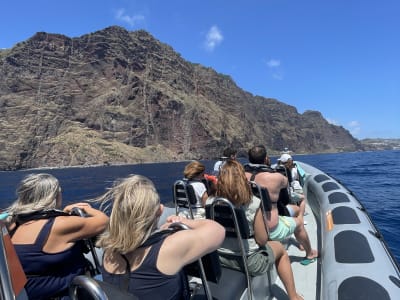 Nada con Delfines Alrededor de Funchal, Madeira