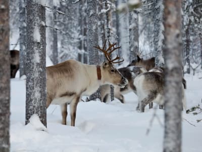 Reindeer and Christmas Tree Farm Experience from Oulu