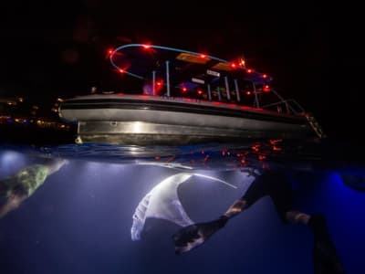 Excursión nocturna guiada de snorkel con mantarrayas en Kona, en la isla de Hawái