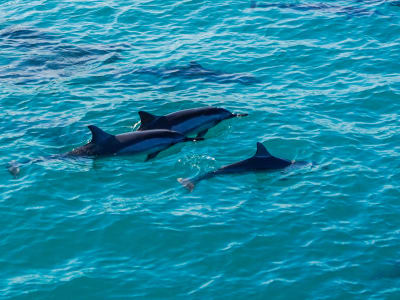 Excursion en bateau pour observer les dauphins et faire de la plongée en apnée, O'ahu