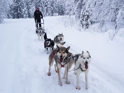 Husky Farm Visit with Wagon or Sled Ride around Kiiskilä in Pyhä